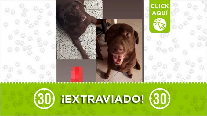 Perrito perdido Perrito perdido