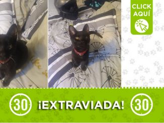 "Juanita" se extravió en Pedregal ¿La ha visto? 1 "Juanita" se extravió en Pedregal ¿La ha visto?