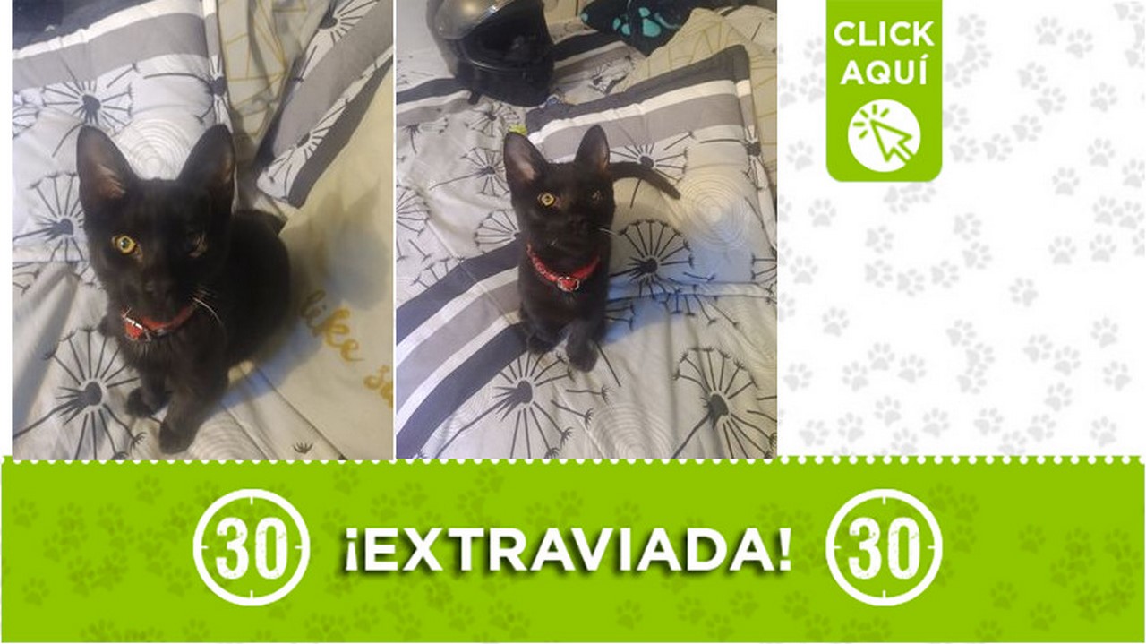 "Juanita" se extravió en Pedregal ¿La ha visto?