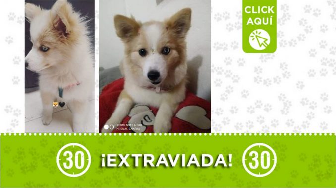 "Kira" se extravió en Manrique Jardín "Kira" se extravió en Manrique Jardín