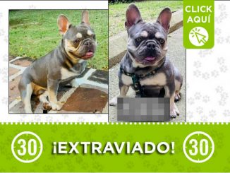 Este perrito llamado 'Kenzo' se perdió en El Peñol, Antioquia 1 Perrito perdido