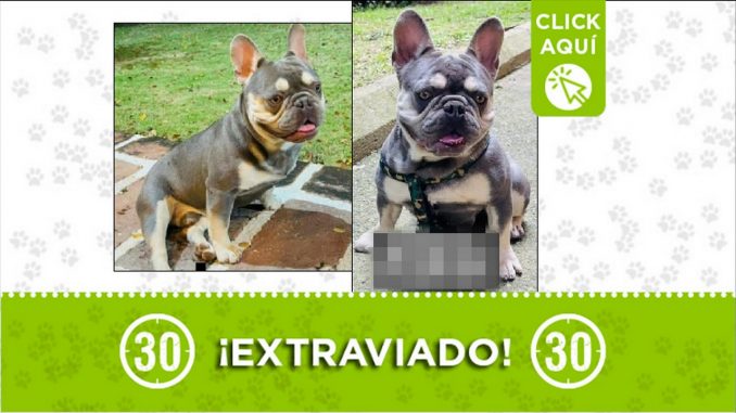 Perrito perdido Perrito perdido