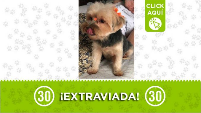 lolita perrita extraviada bello