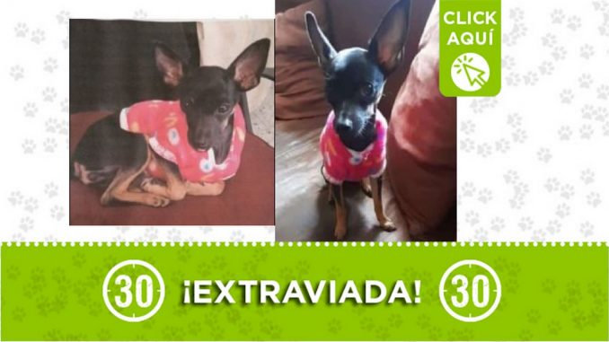 Perrita perdida Perrita perdida