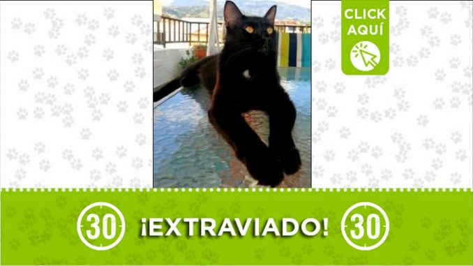 Gatico perdido Gatico perdido