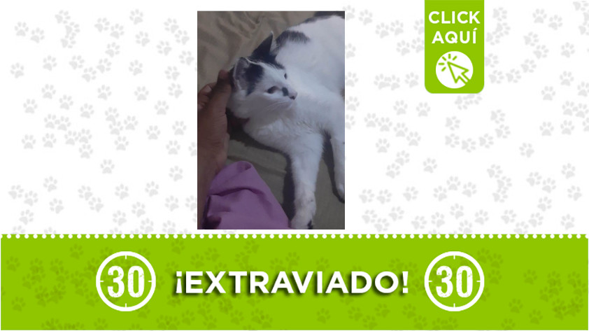 manchas