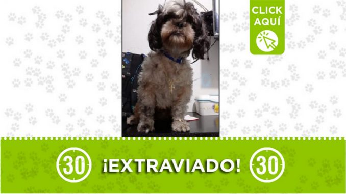 Perrito perdido Perrito perdido