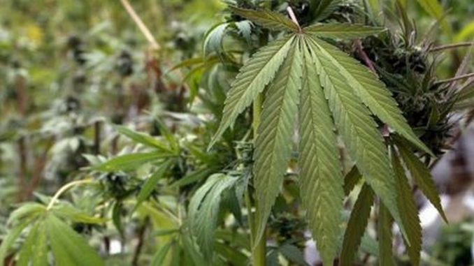 marihuana medicinal marihuana