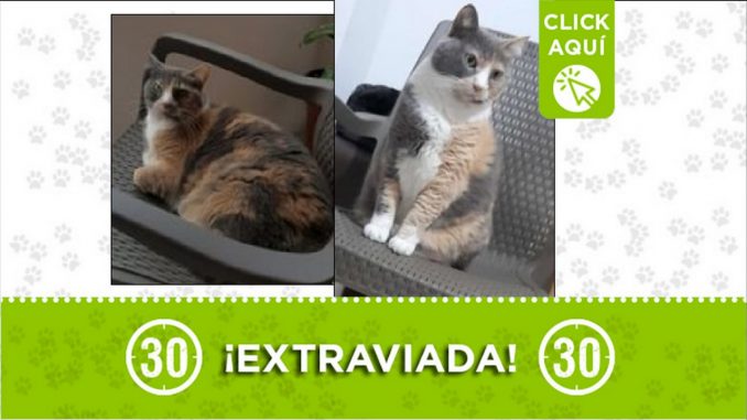 gatica perdida gatica perdida