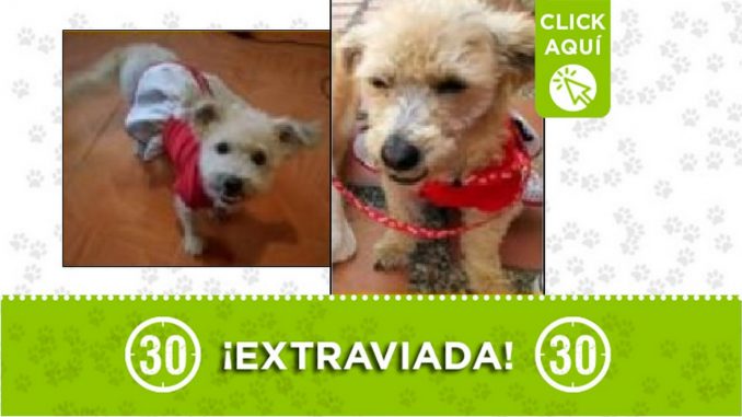 Perrita perdida Perrita perdida