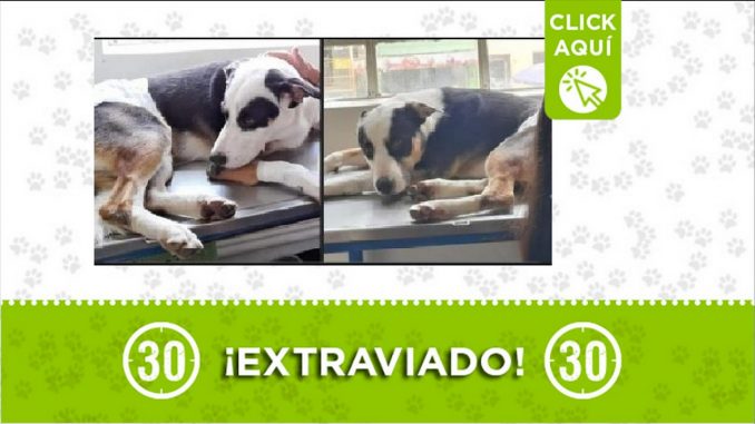 Perrito perdido Perrito perdido