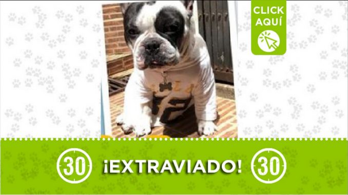 Perrito perdido Perrito perdido