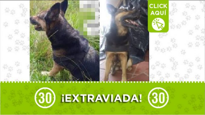 Perrita perdida Perrita perdida