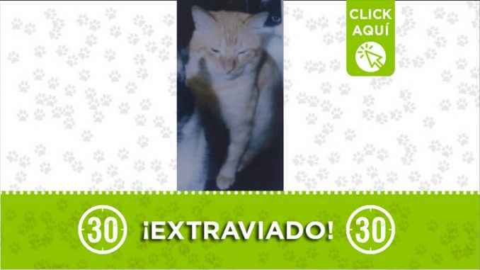 gatico perdido gatico perdido