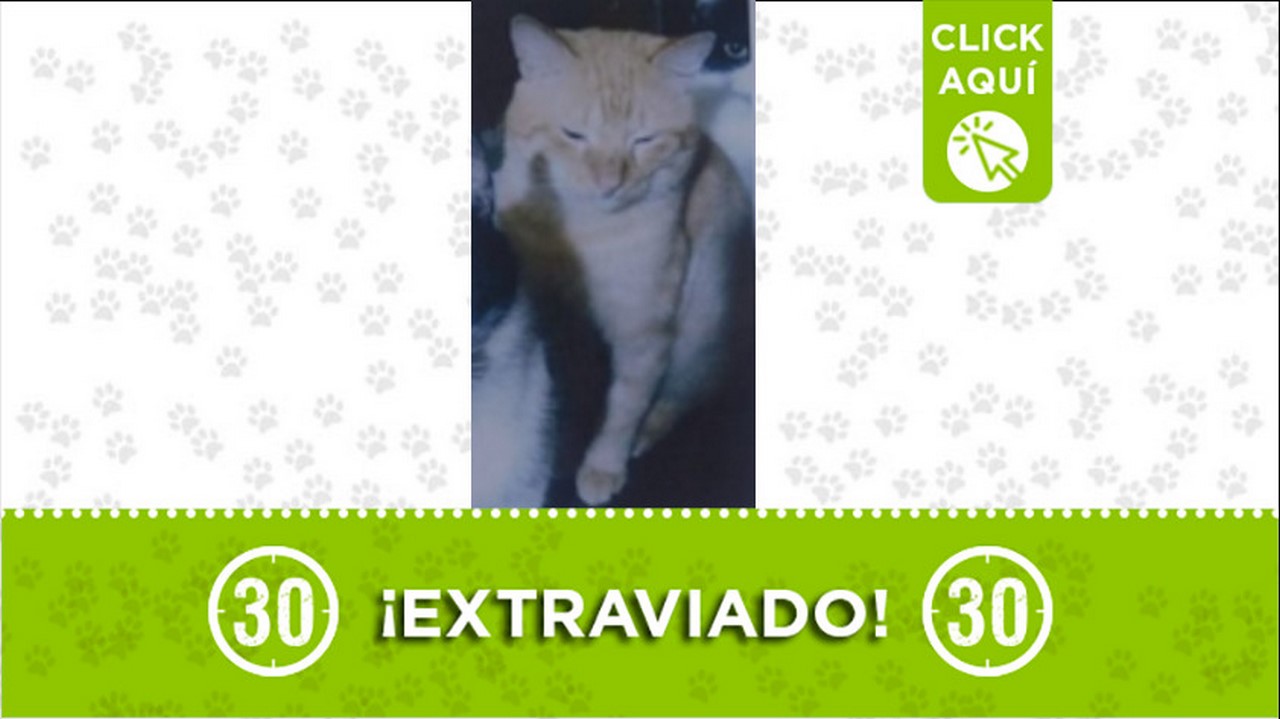 gatico perdido
