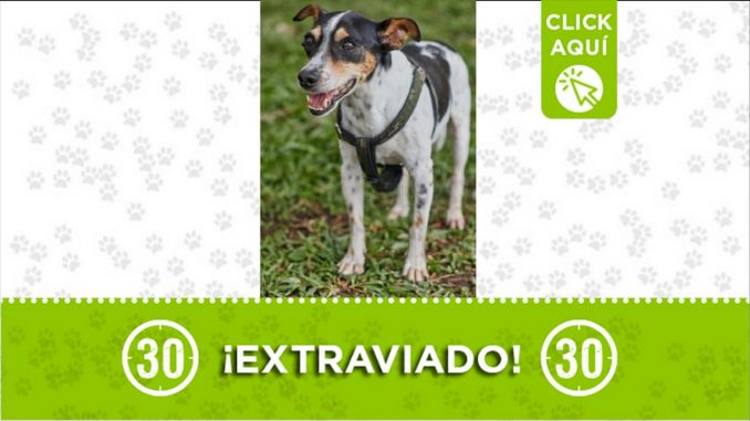 Perrito perdido Perrito perdido