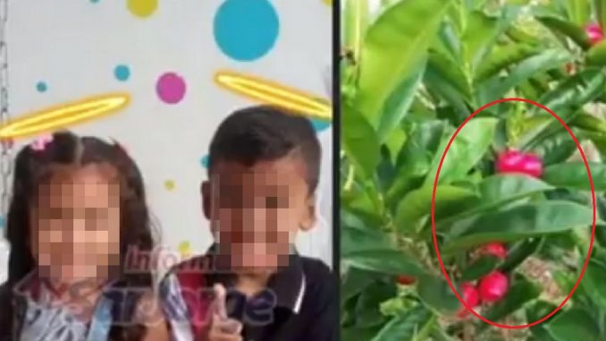 Dos niños murieron, al parecer, envenenados por comer una llamativa planta Dos niños murieron, al parecer, envenenados por comer una llamativa planta