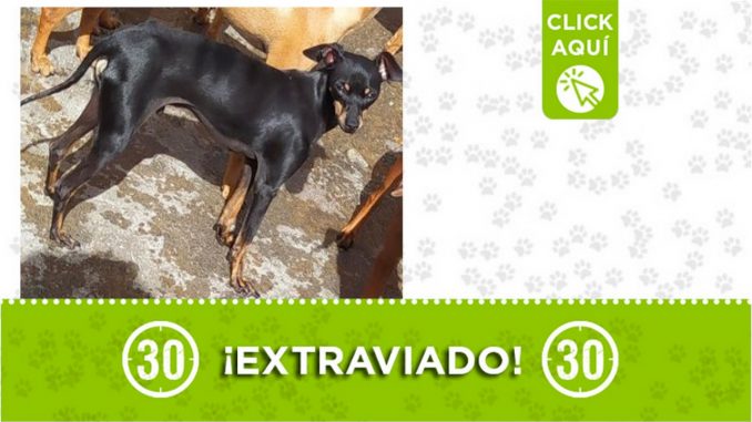 Buscan a "Oreo", se extravió en Manrique Central Buscan a "Oreo", se extravió en Manrique Central