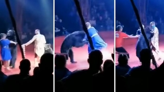 oso circo rusia accidente