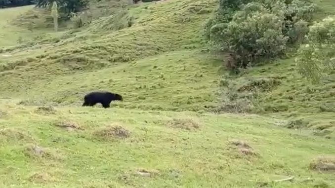 oso de anteojos caicedo antioquia