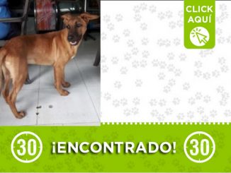 ¿Es suyo? Buscan a la familia de este perrito 1 ¿Es suyo? Buscan a la familia de este perrito