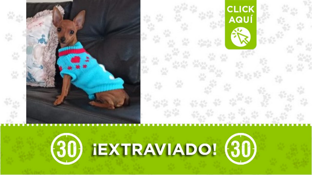 "Paco" se perdió en Bello ¿Lo ha visto?