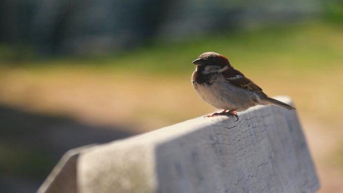 pájaro pájaro