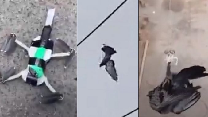 Con un dron y un bisturí liberaron una paloma atrapada Con un dron y un bisturí liberaron una paloma atrapada
