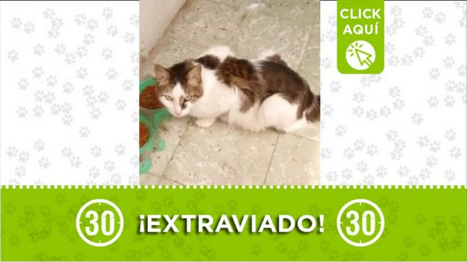 gatico perdido gatico perdido