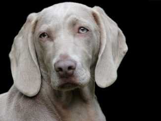 Un desgraciado macheteó a una perrita en Abejorral 1 Un desgraciado macheteó a una perrita en Abejorral
