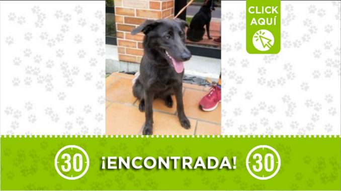 perrita encontrada conquistadores