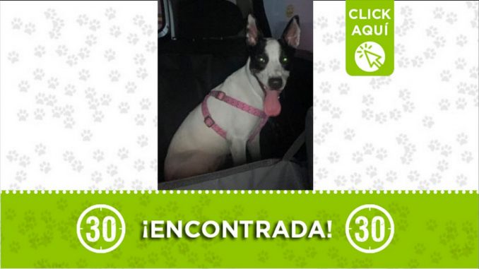 perrita encontrada perrita encontrada