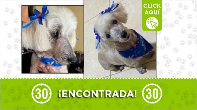 perrita encontrada perrita encontrada