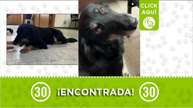 perrita encontrada perrita encontrada