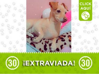 Buscan a esta perrita que se perdió en Caldas 1 perrita perdida