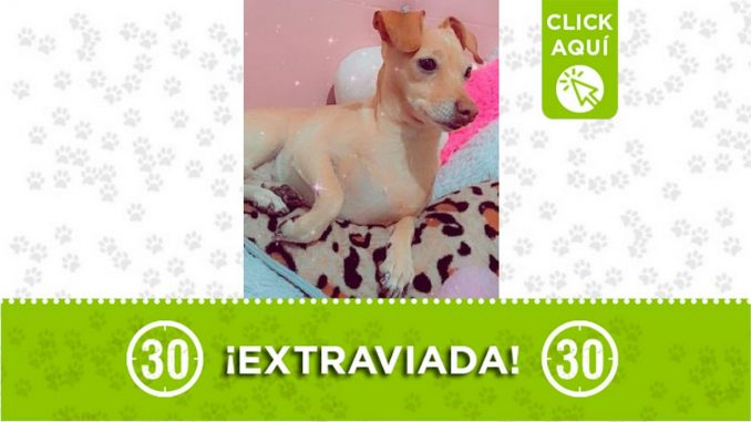 perrita perdida perrita perdida