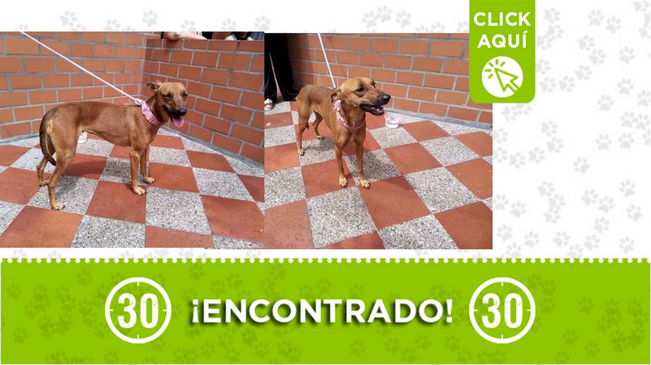 Encontraron este perrito en Pedregal ¿Es suyo?