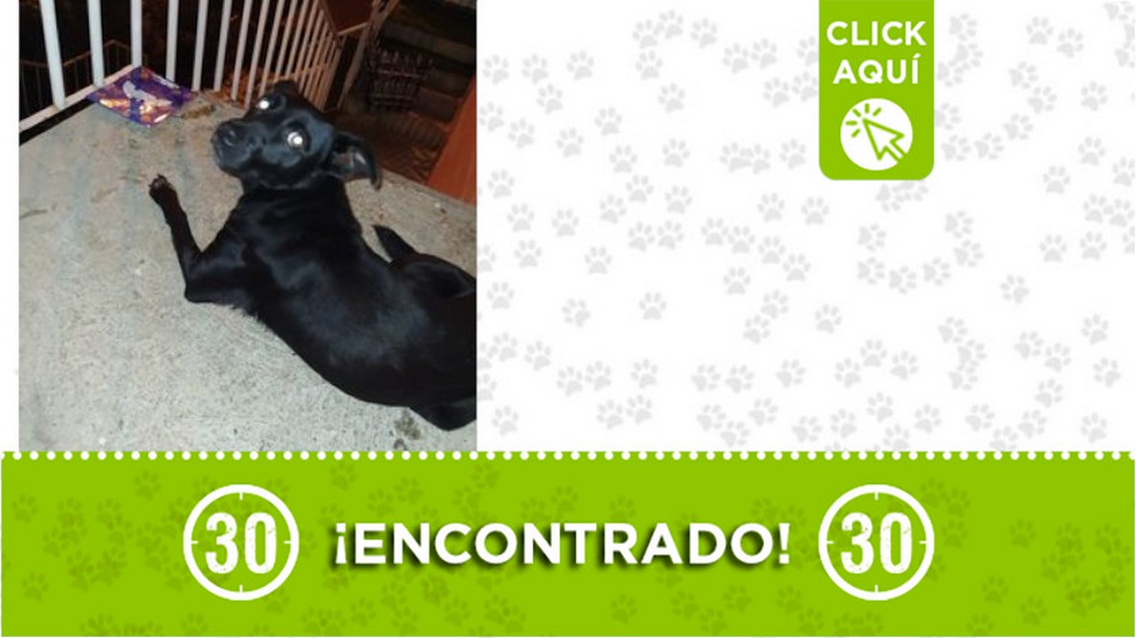 Este perrito se encuentra en Robledo - Santa Catalina ¿Es suyo?