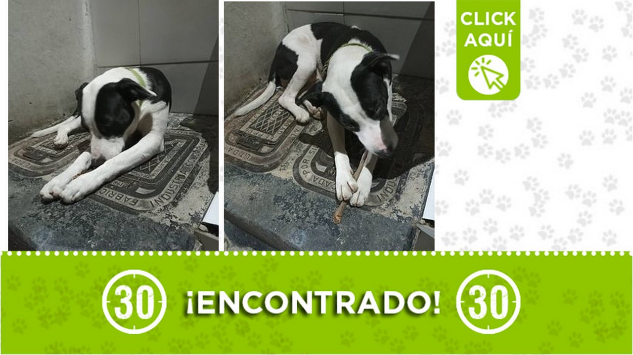 ¿Lo reconoce? Este perrito fue encontrado en Bello