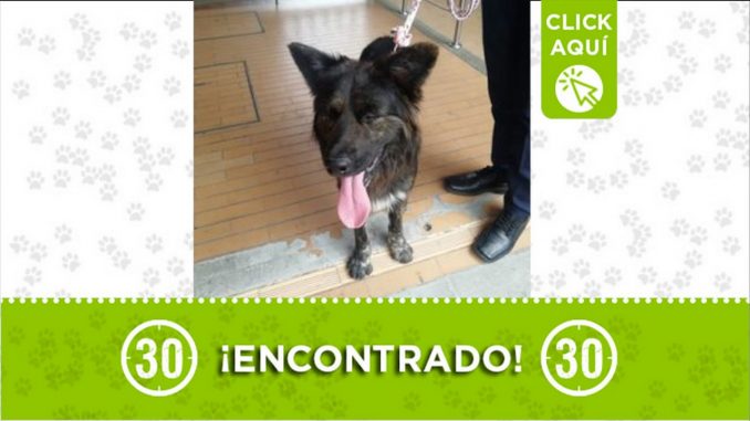 perrito encontrado el porvenir itagui 2021