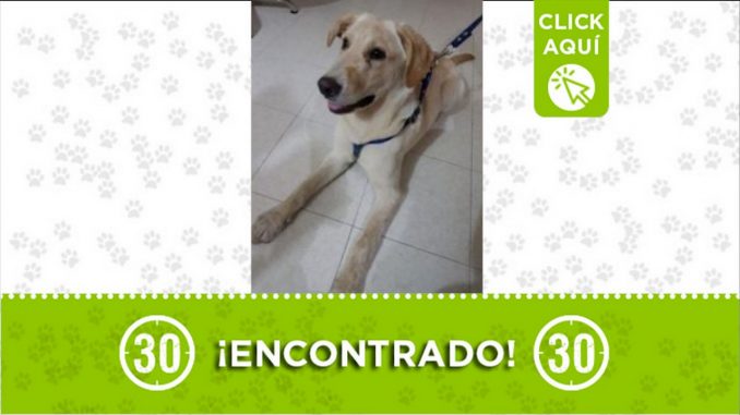perrito encontrado la estrella