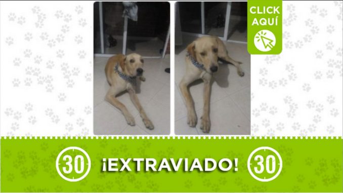 perrito encontrado mascota