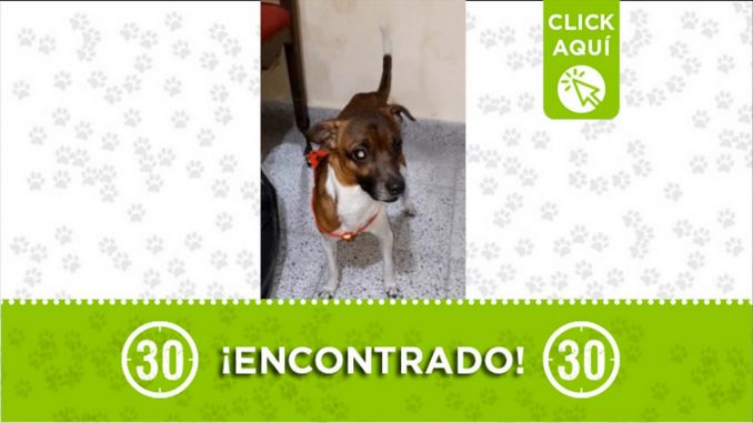 perrito encontrado robledo