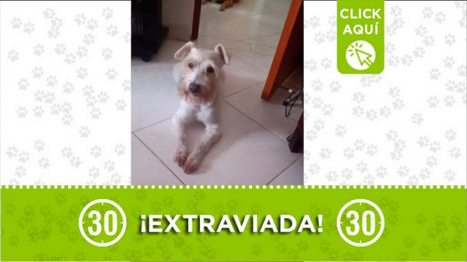 perrito enocntrado cristobal