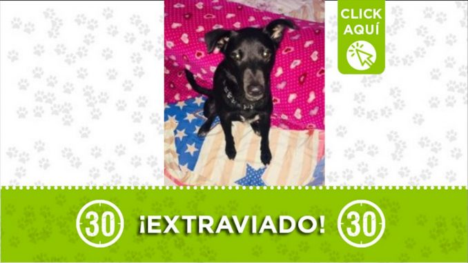 perrito extraviado
