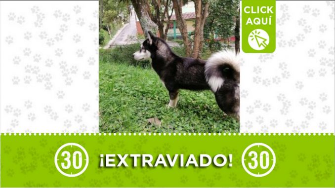 perrito perdido robledo curazao