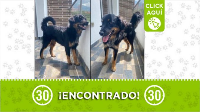 perrito encontrado perrito encontrado