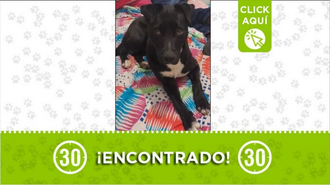 perrito encontrado perrito encontrado