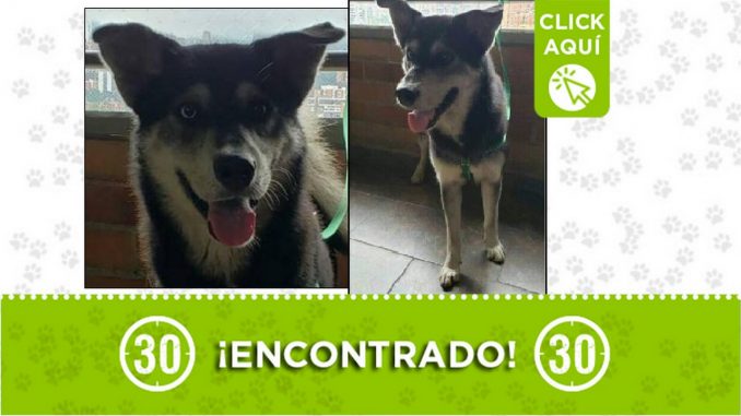 Perrito encontrado Perrito encontrado