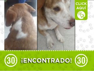 Buscan a los dueños de este perrito encontrado en San Antonio de Prado 1 Perrito encontrado